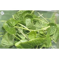 남도생와사비(와사비어린잎200g), 200g, 1개