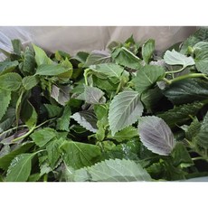 약수농장 국내산 깻순4kg 내외, 1개, 4kg