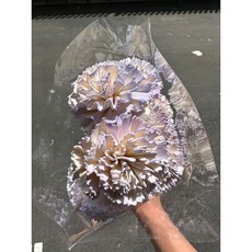 花藝夢 日本大地農園 32764系列 4公分索拉花康乃馨 - 母親節永生花原裝進口, 紫色（10支)