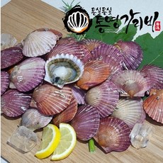 통실통실통영굴 산지직송 통영 홍가리비 1kg씩 개별포장