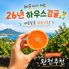 [한정판매] 특등급 꿀폭탄 당일수확 하우스감귤, 1박스, 로얄과 2kg