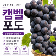 국내산 캠벨포도 산지직송 신선한 제철 캠벨얼리 포도, 1박스, 2kg  (6~10수내외)