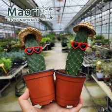 만세선인장 로드킬선인장 가시없는 개업선물 키우기쉬운식물 다육이 2개입 대성식물