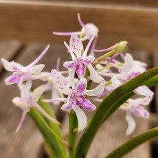 [금비농원] 자홍선(삼거화) /부귀란 풍란색화 석부작 공기정화 식물, 1개