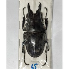 (Odontolabis bellicosa) 벨리코사멋쟁이사슴벌레 [L-8-15] 곤충표본, 55~59mm, 1개