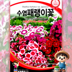 남흥원예사 수염패랭이꽃 500립 원예 관상 조경 화단 용 꽃 씨 씨앗 종자 세계종묘, 1개