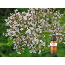 纈草純精油 Valerian Pure Essential Oil, 1個, 30ml