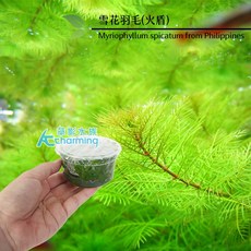 AC草影 袖珍皇冠 水生植物 組培水草, 1個, 火盾（組培盒裝）