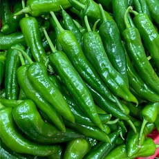 [금성식품]동북라메이즈풋고추, 500g, 3개