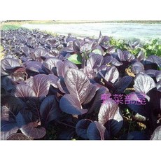 【野菜部屋~】E34 紅彩小松菜種子 約6700顆 可生食 熟食, 1包