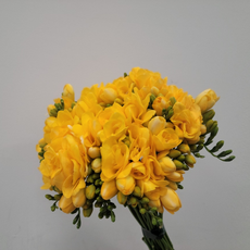 에스와이플로라 프리지아 50줄기 50대 후리지아 옐로우 활짝핀 생화 한단 옵션3, 1개, 옐로우(활짝핀)