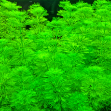 [수초명장] 암브리아 23줄기 달팽이 이끼 없는 수초 구피 새우 물고기 은신처 어항 수생식물, 1세트