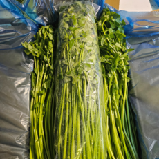 [초록이네] 국내산 손질 미나리 돌미나리 국산미나리, 1박스, 1kg