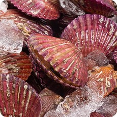 청정 고성바다 매일 새벽조업 신선한 가리비 당일조업 고성 홍가리비, 1개, 3kg(kg당 24미 내외)