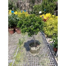 霏霏園藝 樹蘭球型, 1個