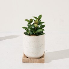 森林有塊田 辦公室植物, 白色, 1個