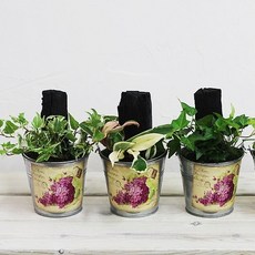 [행복한세상]틴-숯정원, 1개