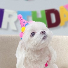 구니스토어 펫 고깔모자 EVA 데코용품 고양이깔모자 축하꼬깔