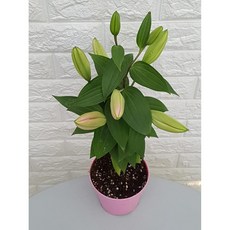 백합 화분8 - 꽃색 랜덤발송, 1개