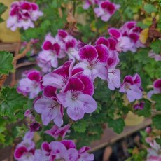 리갈 제라늄-콴탁 메티