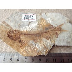 전시용 물고기 과학 표본 지질학 수석 화석, 늑대지느러미 물고기 86