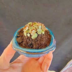 姬虎耳草 觀葉植物, 1個