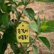 식집사 끈 걸이형 식물 이름표 100P 원예라벨 나무이름표 수목라벨, 없음