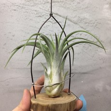 樟木底座含鋁線（不含植物）樟木座, 1個