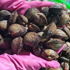 통영 피꼬막 당일채취 생물 피조개, 3개, 피꼬막 3kg (50미내외)