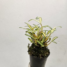 화려하면서도 품위가 있는~황화석곡, 1개