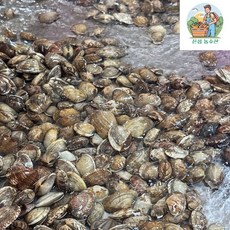 국내산 남해 활 참바지락 1kg(110미 내외), 1세트, 1kg (110미 내외)