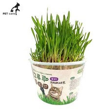 고양이 보리 영양제 그루루 재배세트+커머스연구소Shop, 빠른배송