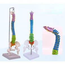 인체모형 교구 골반 모형 실습 척추 경질 해부학 교육 요추 마네킹, 5. 45cm 직립 컬러척추(경질 요추)