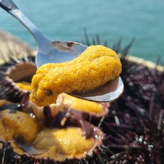 통영 생물 보라성게알 100g 알 우니 손질 국내산 제철 보라성게 횟감가능, 1박스, 통통 보라성게알 100g