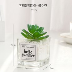 유럽식 소형 유리 화분 다육식물 화분 장식 화분 장식 테이블 인테리어 조화 장식, 베르가못 로터스, 1개