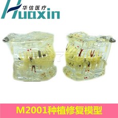 모형 치과 치아 교육용 이빨 교구 교육 모델 인체, F. 1 고품질 표준 수리, 1개