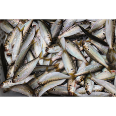 국내산 급냉 구이용 전어 500g (5~10미 내외), 1개