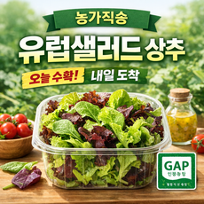 유럽샐러드상추 1kg 3kg 샐러드상추 유럽상추 샐러드채소 샐러드용상추 농가직송 산지직송 신선채소 샐러드믹스 다이어트식단 건강식 프리미엄 유럽식샐러드, 1박스