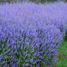 네페타 '페르시안블루' [1포트] (복남이네야생화 Nepeta Persian Blue 유럽개박하), 1개