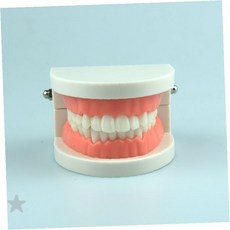 치과 교육용 턱뼈 모형 실습 덴탈 구강 해부학 치아 잇몸 진 학습 도구, 1개, 상세페이지 참조