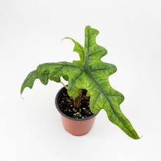 글라스가든 알로카시아 잭클린 소품 수경재배 수중 실내공기정화 키우기 쉬운 식물 키우기, 5개