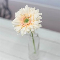 실크플라워 메이퀸 거베라조화 한송이 조화꽃 가지 31cm, Champange(샴페인), 1개