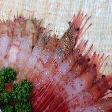자연산 생물 활 독도새우 꽃새우 닭새우 300g 500g, 1개, 급냉 독도새우 소 500g(50미 내외)