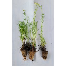 식용허브모종/토종민트(박하)5개/레몬밤5개/어성초5개/캐모마일5개, 캐모마일5개, 1세트