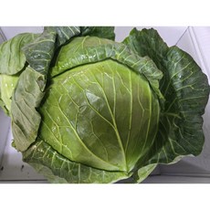 해돋이농산 국내산 양배추 1통(3kg내외) 2통(6kg내외) 3통(9kg내외), 1개, 3kg