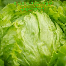 십이계절 국내산 양상추 국산 양상치 산지직송 당일발송, 1개, 1kg