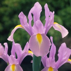 [오늘의정원] 더치 아이리스 로사리오 구근 5구 1세트