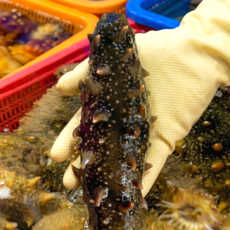 [초특가할인] 해삼 국내산 통영 싱싱한 해삼 활해삼, 1박스, 해삼 500g