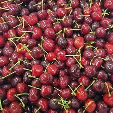 체리 500g 중 han+666FR