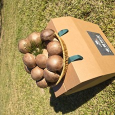 [산지직송] 당일수확 영양만점 국내산 송화버섯 가정용 선물용, 1개, 1kg (실속선물 중상)
